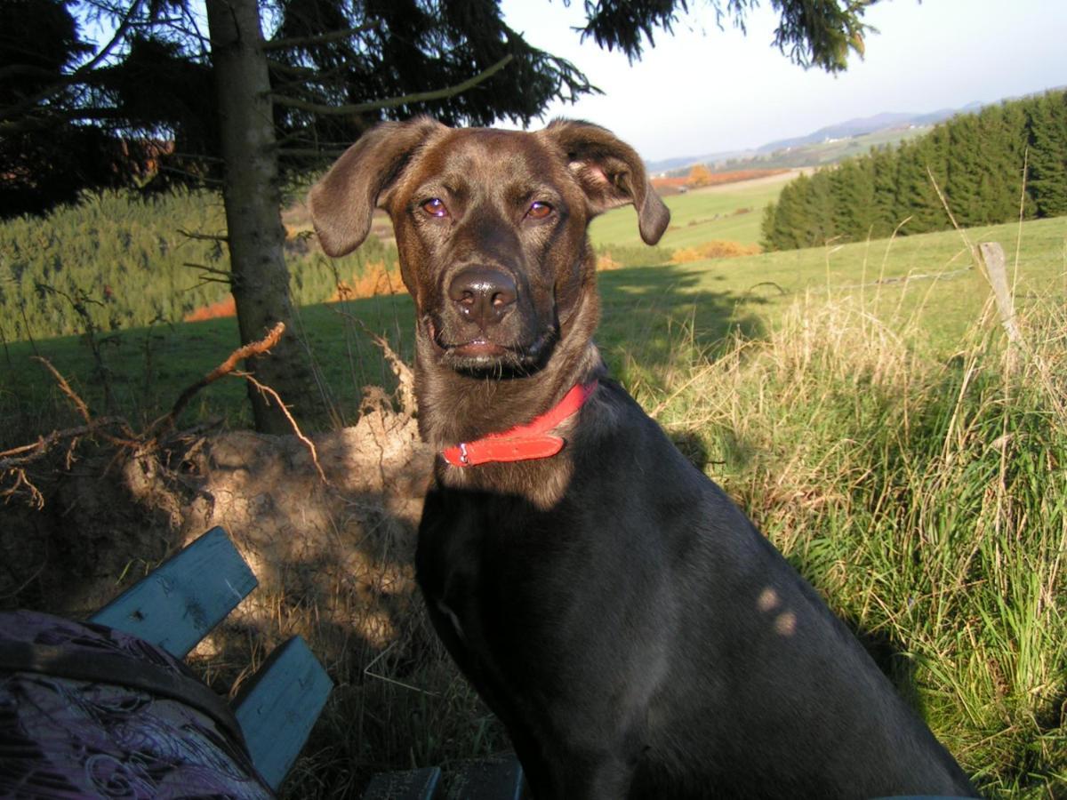 Talula - Sauerland Mit Hund Apartment Medebach